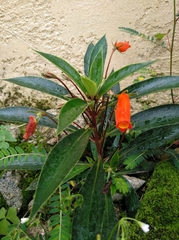 Seemannia sylvatica