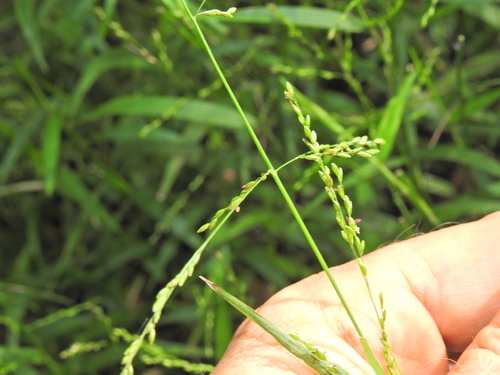 Image of Ottochloa gracillima by (c) Scott W. Gavins, some rights reserved (CC BY)
