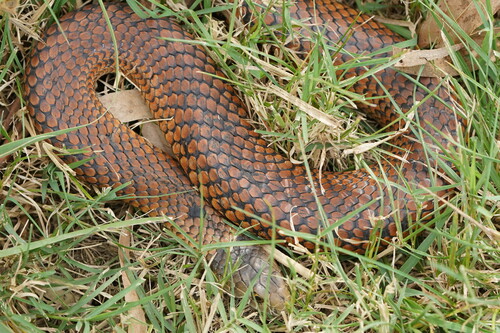 Lowlands Copperhead sighting
