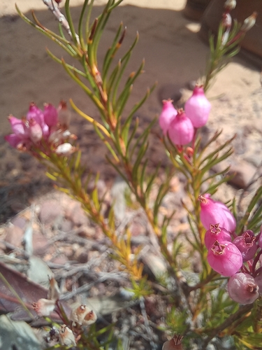 Image of Erica inflata by (c) Jared Zachary Herman, some rights reserved (CC BY)