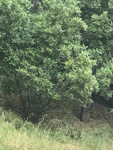 iNaturalist observation photo of California bay