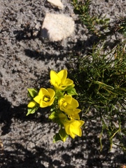 Sebaea sulphurea
