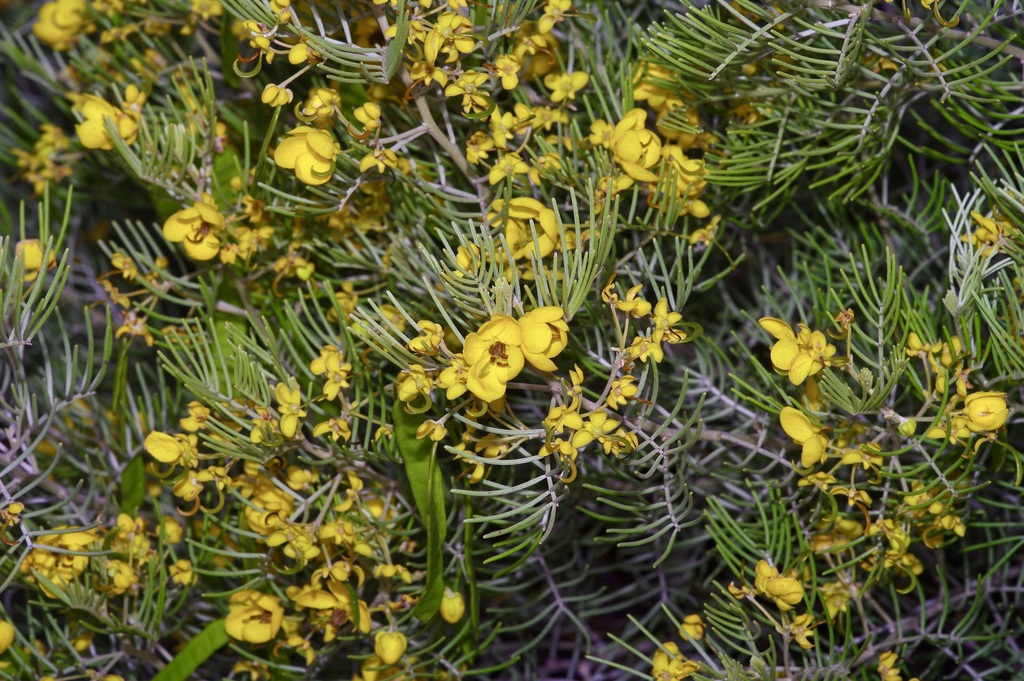 Senna artemisioides, Las Palmas, El Paso, TX 79936, USA