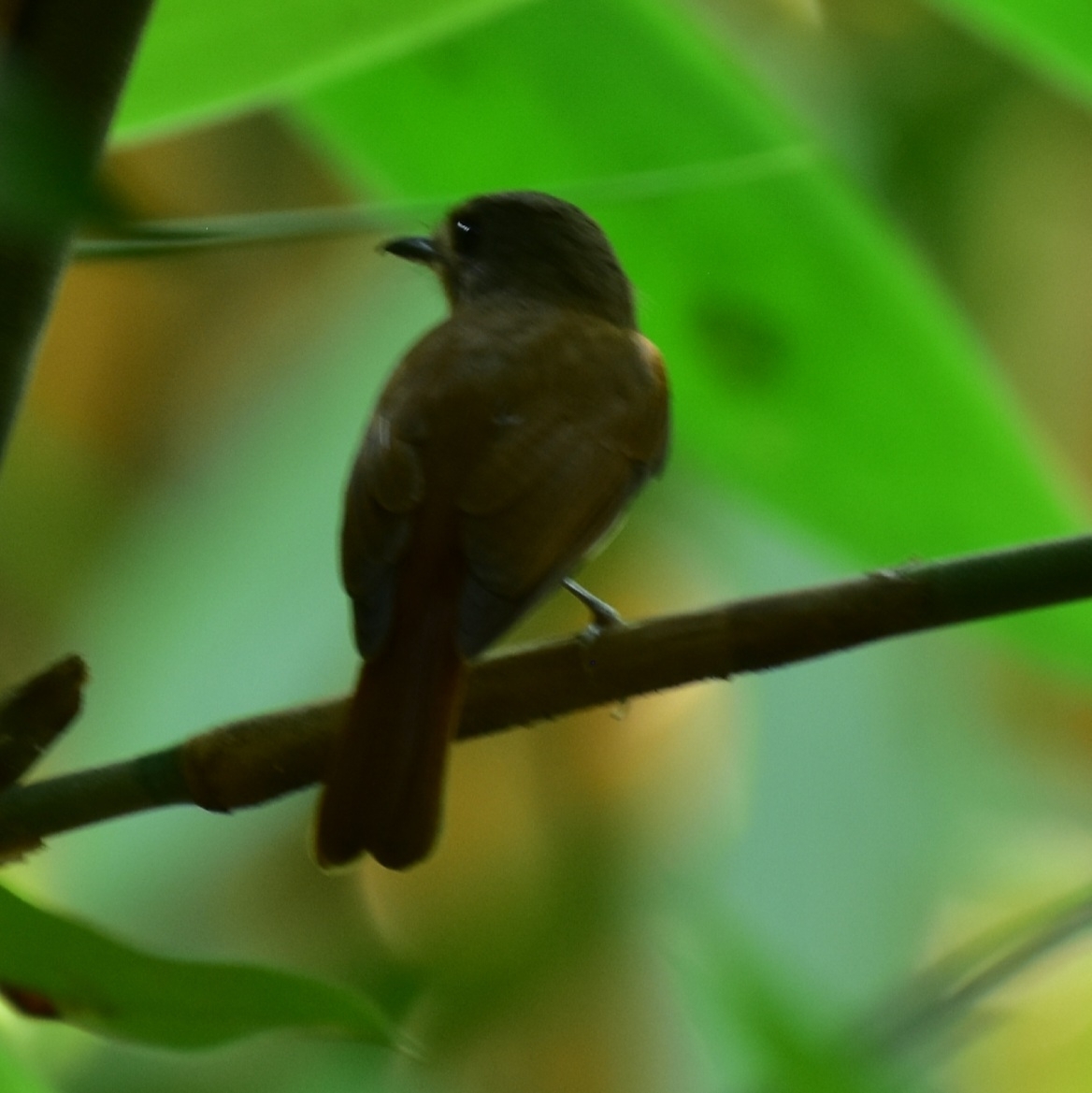 White-bellied Blue Flycatcher (Cyornis pallidipes), photo 4