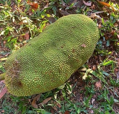 Artocarpus heterophyllus
