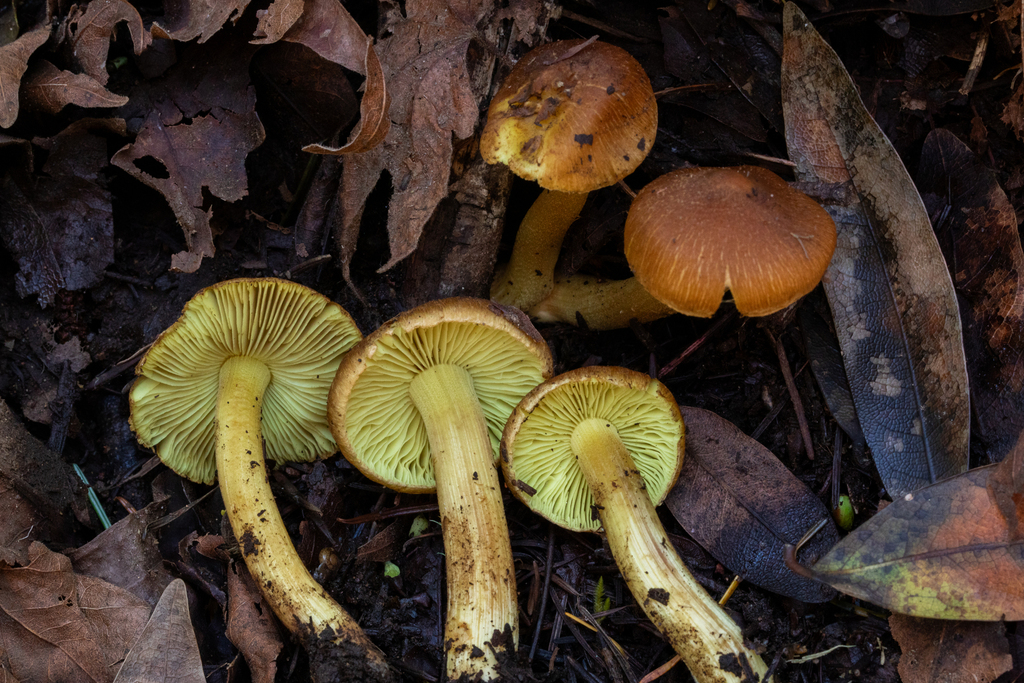 Inocybe sp. 'citrifolia'