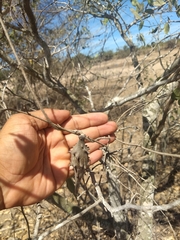 Dictyanthus sepicola
