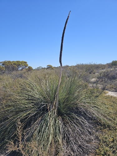 Image of Xanthorrhoea caespitosa by (c) Michael McBain, some rights reserved (CC BY)