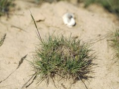 Poa bulbosa