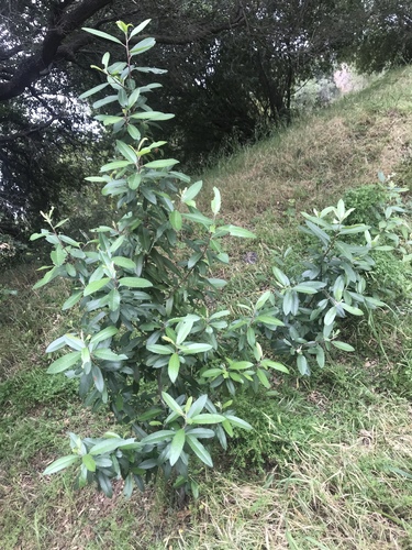 iNaturalist observation photo of Roses, Elms, Figs, and Allies