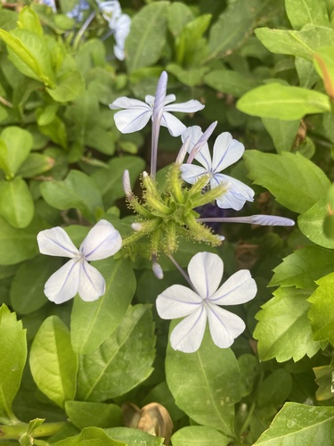 blue plumbago