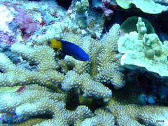 Pomacentrus caeruleus