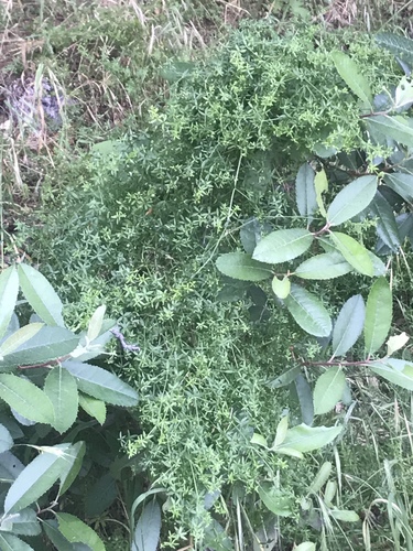 iNaturalist observation photo of Dicots