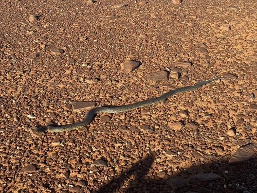 Mulga Snake sighting