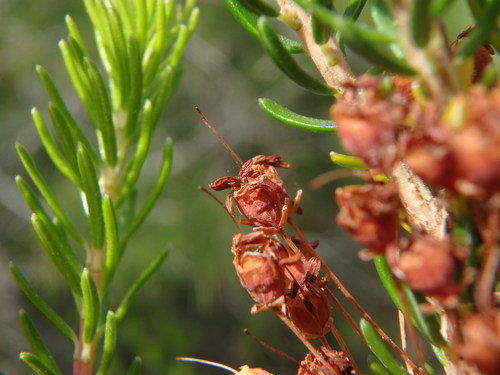 Erica multiflora (Erica multiflora)