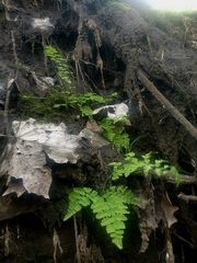 Cystopteris protrusa