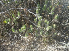 Xiphotheca lanceolata