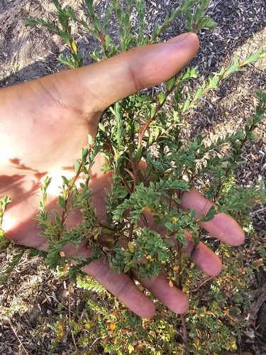 Image of Thyme Riceflower (Pimelea serpyllifolia) by (c) Josh, some rights reserved (CC BY)