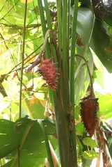 Heliconia mariae image