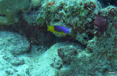 Pomacentrus caeruleus