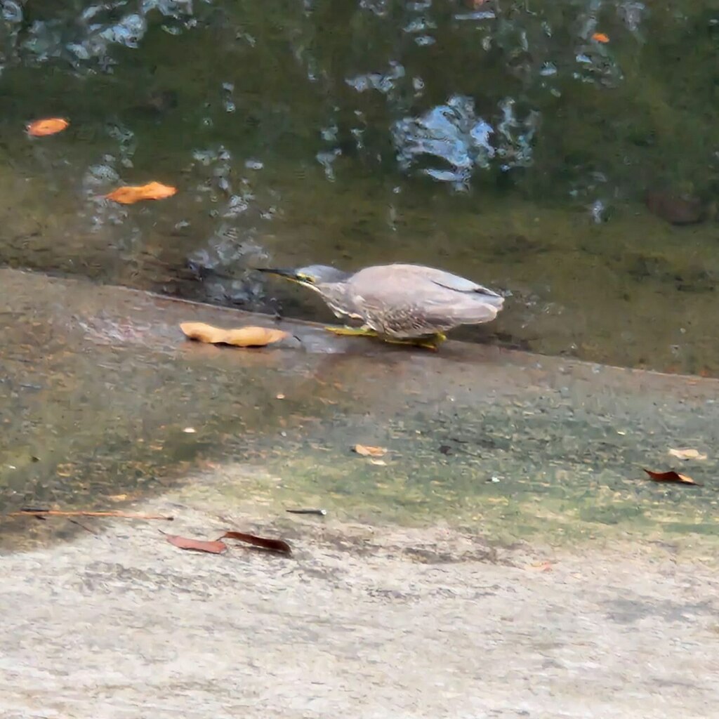 Striated Heron from Sembawang, Singapore on March 31, 2024 at 03:56 PM ...