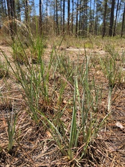 Andropogon virginicus