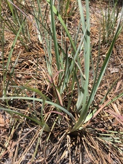 Andropogon virginicus