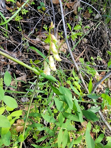 Image of Lathyrus sulphureus by (c) Colin J Pryor, some rights reserved (CC BY)