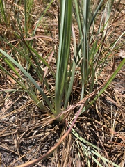 Andropogon virginicus
