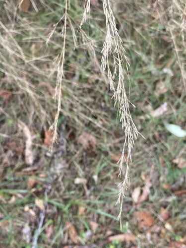 Image of Austrostipa ramosissima by (c) Thomas Mesaglio, some rights reserved (CC BY)