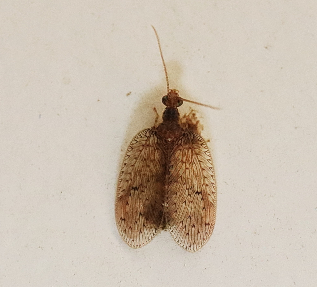 Notiobiella multifurcata