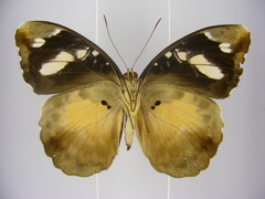 Aterica galene extensa