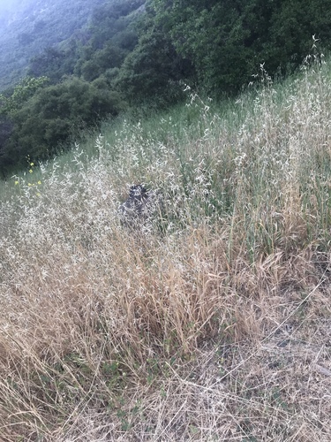 iNaturalist observation photo of grasses