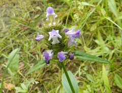 Prunella vulgaris lanceolata
