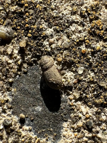 Myrhessus