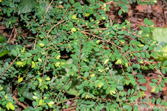 Phyllanthus cochinchinensis