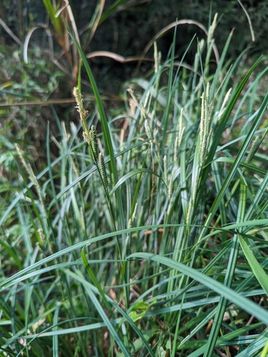 Carex maculata iNat (3)