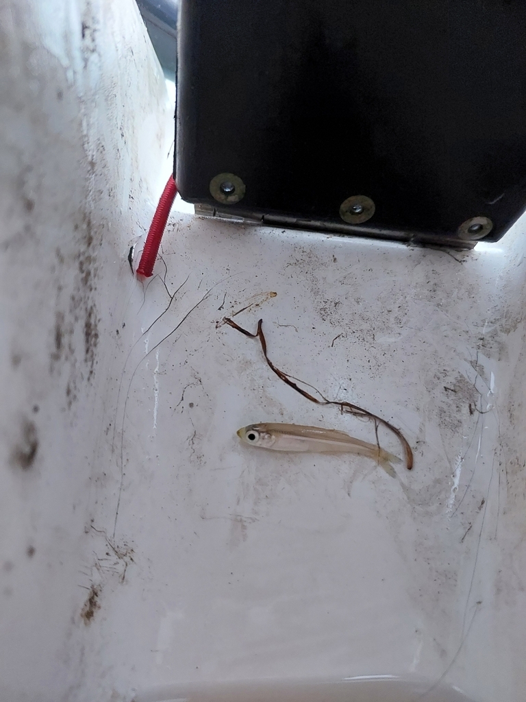 Cape silverside (Atherina breviceps) — Atherinidae