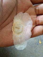 Oroxylum indicum, photograph Sagnik Dutta Roy, CC BY, iNaturalist via GBIF