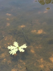 Micropterus salmoides