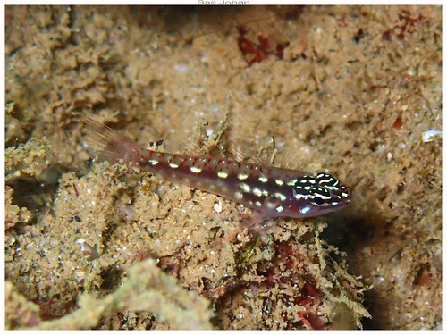 Vlek-dwerggrondel (Eviota spilota) — Gobiidae — 2