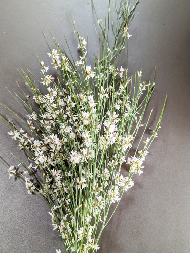 Image of Retama monosperma by no rights reserved
