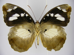 Aterica galene extensa