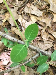 Lonicera sempervirens