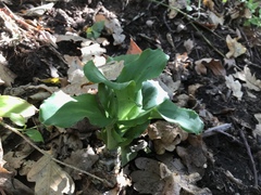 Veltheimia bracteata
