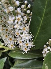Prunus laurocerasus