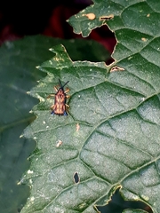 Probaenia vittulosa