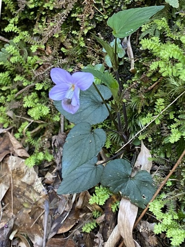 Viola violacea iNat (2)