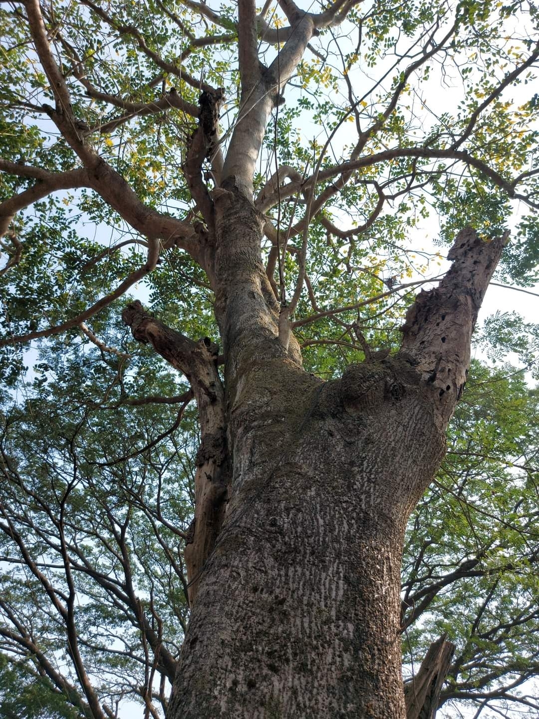 Imagem de Taperebá