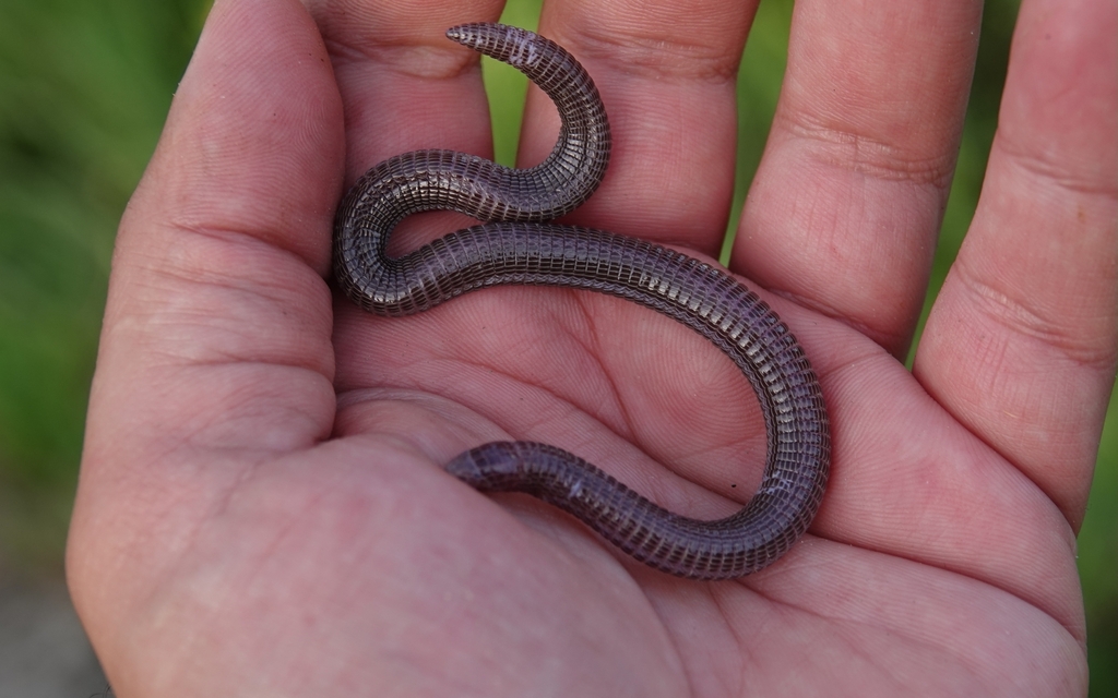 Southwest Iberian Worm Lizard from Sesimbra (Castelo), 2970, Portugal ...